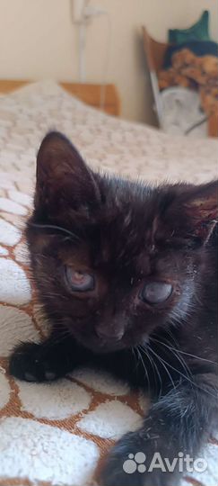 Котёнок, девочка, два месяца