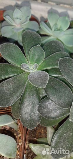 Суккуленты