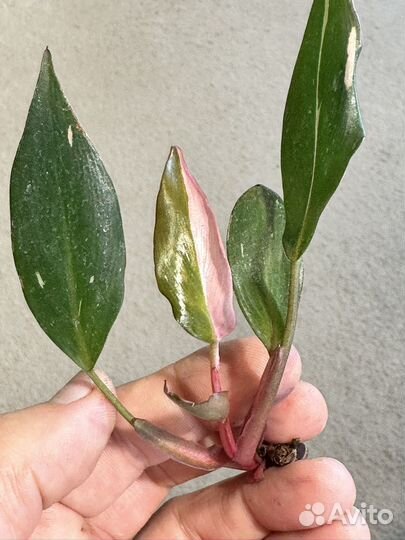 Филодендрон розовая принцесса