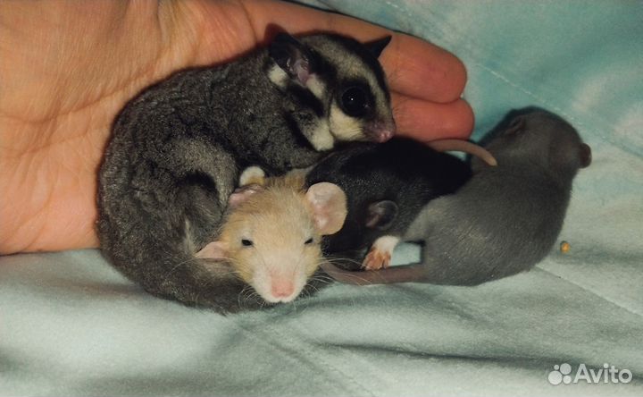 Крысята Дамбо и другие животные