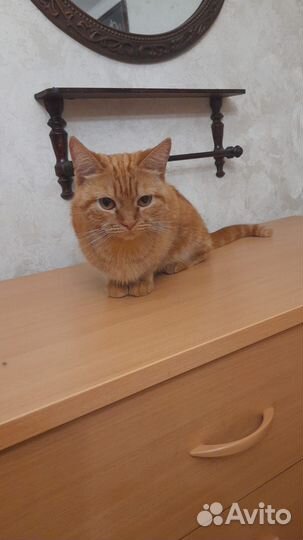 Кошка потеряшка