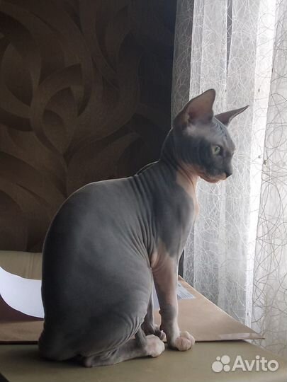 Канадский сфинкс котенок