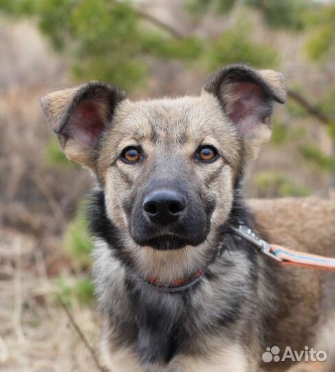 Щенок в добрые руки