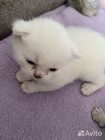 Британские котята