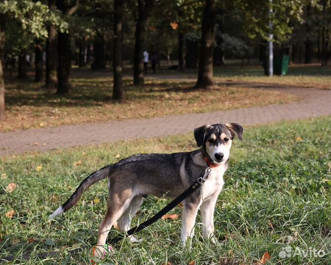 Маленький щенок в дар. Щенок ищет дом