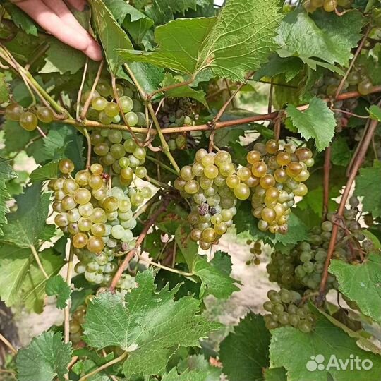 Виноград