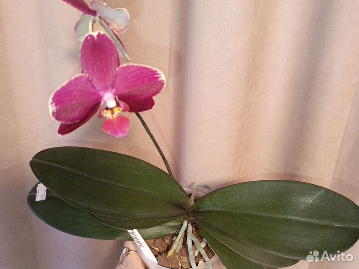 Орхидея фаленопсис