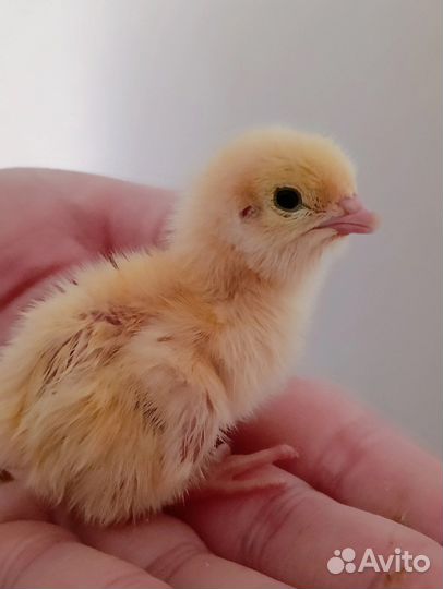 Перепелята