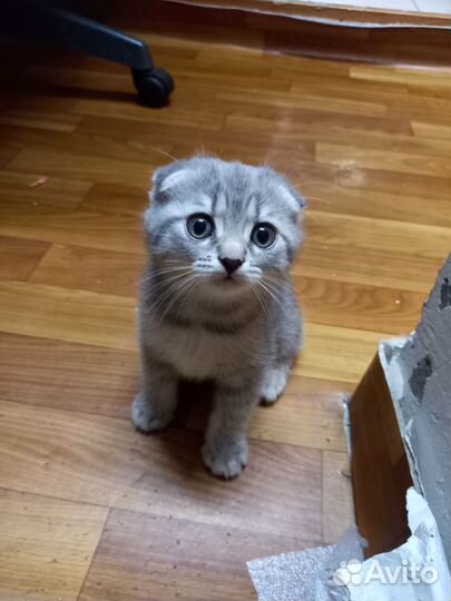 Шотландские вислоухие котята