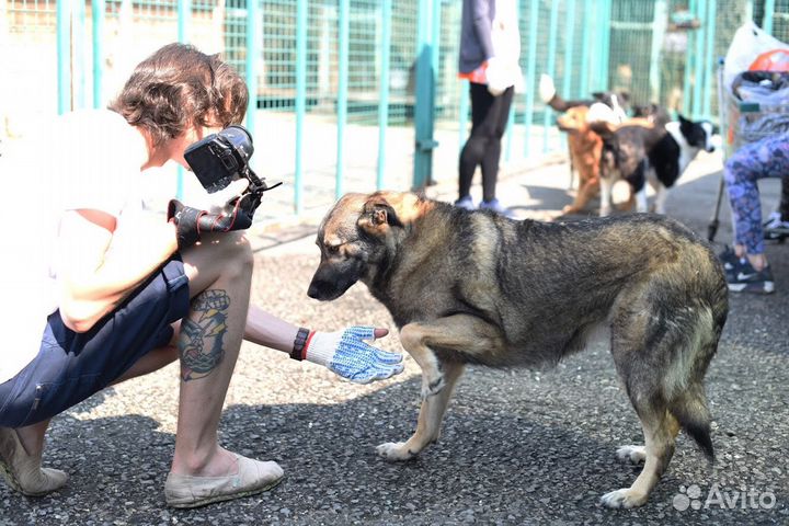 Собака Мышка из приюта в добрые руки бесплатно