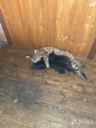 Котики маленькие бесплатно