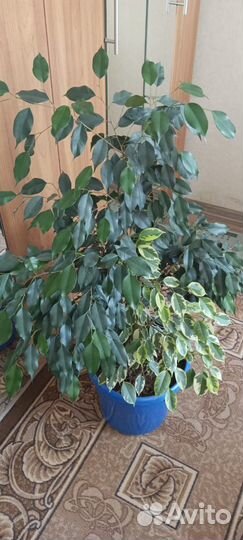 Интерьерный микс из фикусов