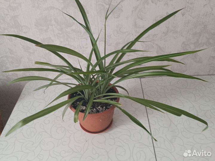 Хлорофитум