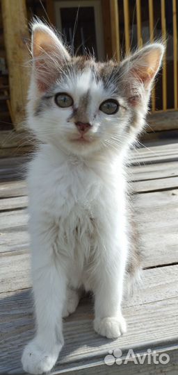 Кошки в добрые руки бесплатно