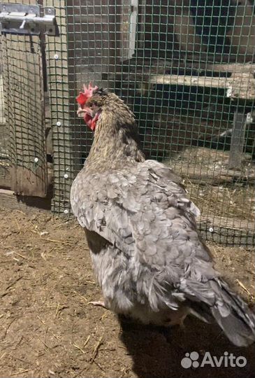 Инкубационное яйцо оливеггер