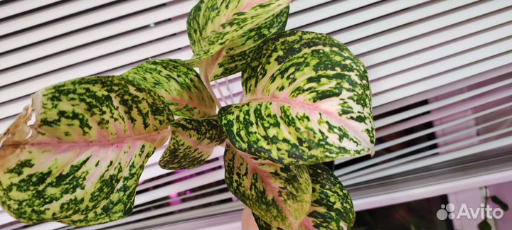 Aglaonema Lak Sub Thong.Агланеома