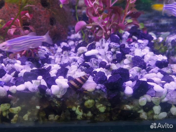 Улитки хилена