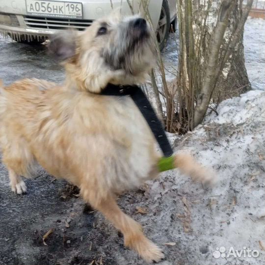 Буся
