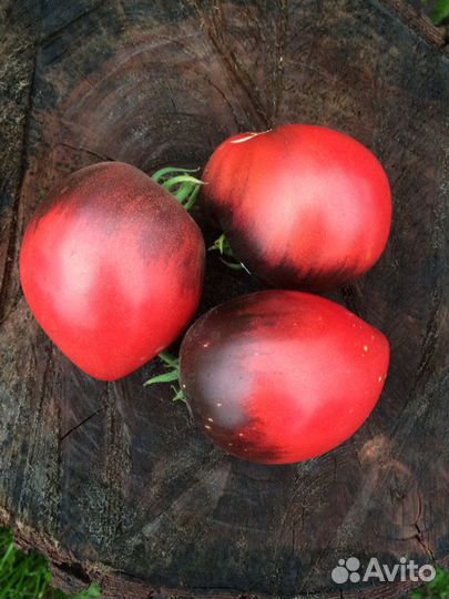Семена Томатов