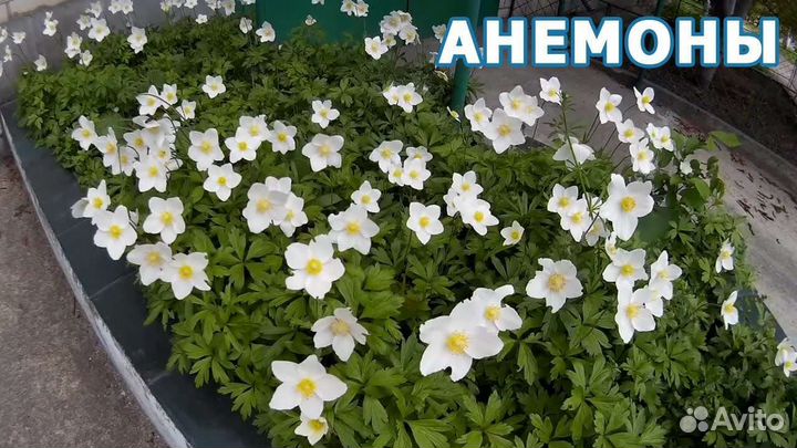 Цветы для сада