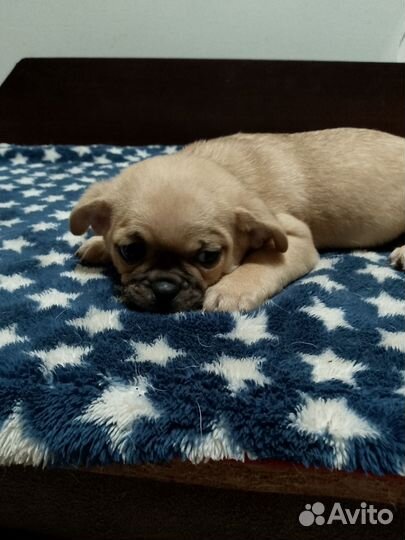 Щенки чихуа хуа