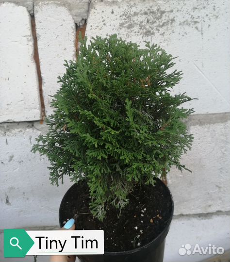 Туя шаровидная