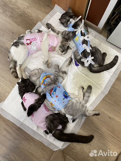 Ветеринарный врач