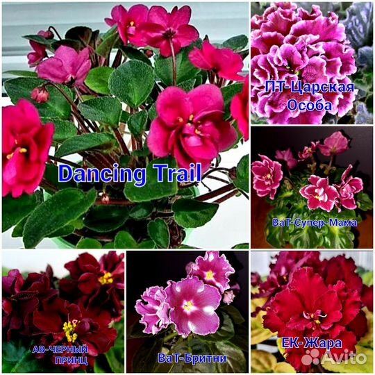 Фиалки жёлтых и красных сортов