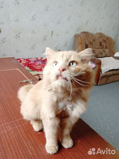 Коты в добрые руки