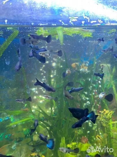 Гуппи малахит