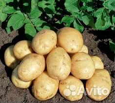 Семенной картофель гала