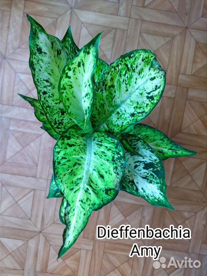 Диффенбахия Ами