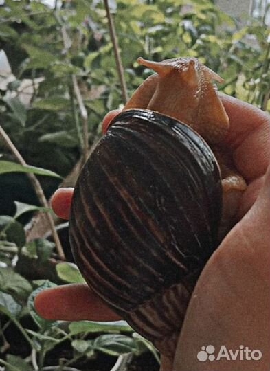 Улитки ахатины