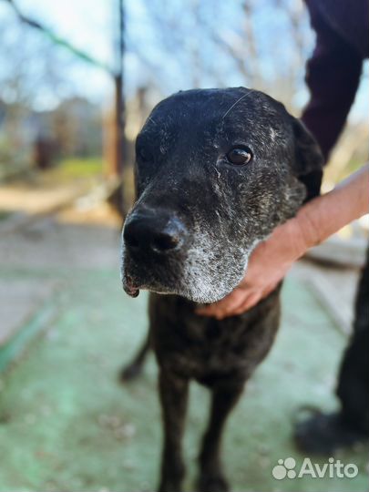 Метис кане-корсо