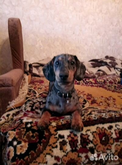 Такса вязка