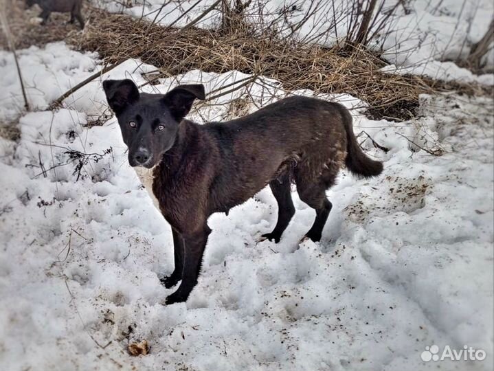 Щенки в добрые руки