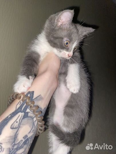 Котики в добрые ручки