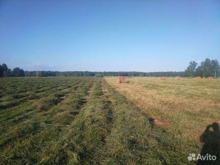 Сено сеянное в рулонах и тюках