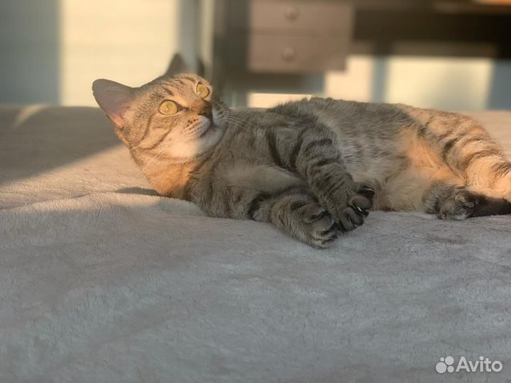 Кошка Дашенька