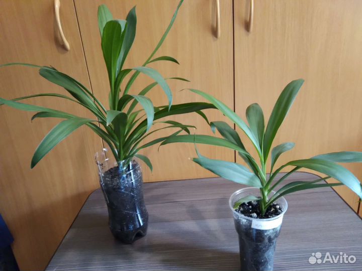 Комнатные растения