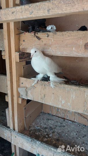 Продажа голубей