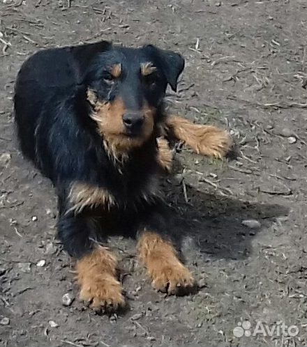 Кобели для вязок