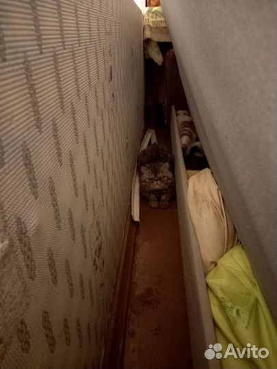 Персидский кот вязка