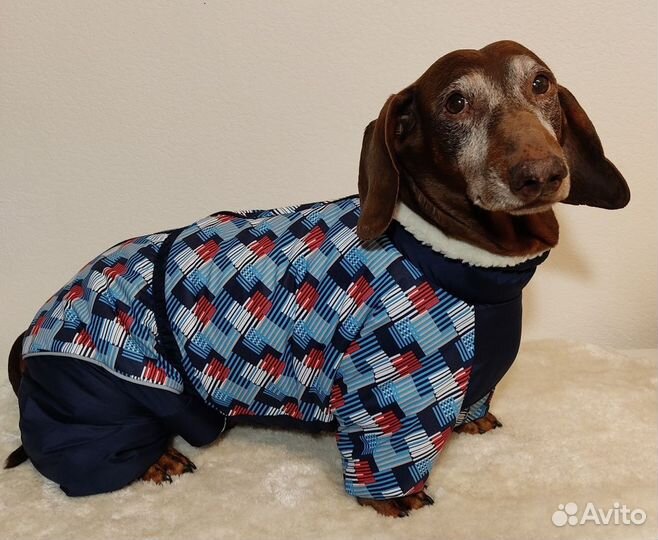 Зимний комбинезон для таксы крупной