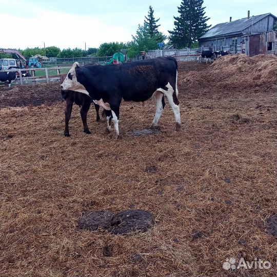 Молодняк крс