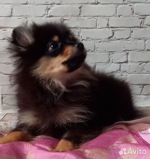 Шпиц пом мини девочки