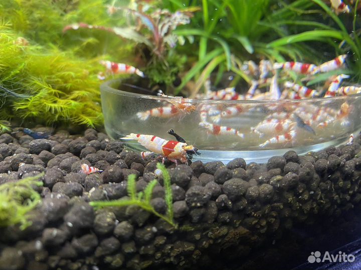 Креветки красный кристалл