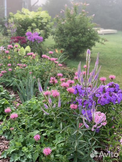 Многолетние цветы для сада