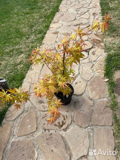 Клен дланевидный