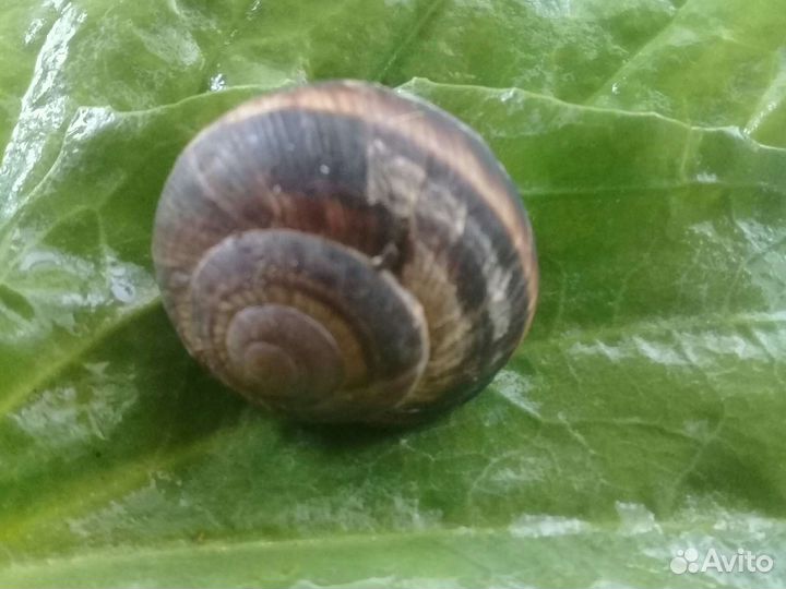 Виноградная улитка
